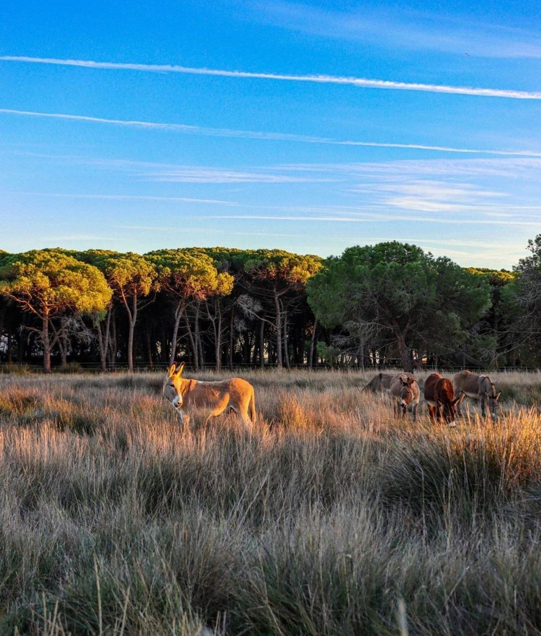 Appartement Vue D'Or Les Pieds Dans L'Eau La Londe-les-Maures Exteriér fotografie